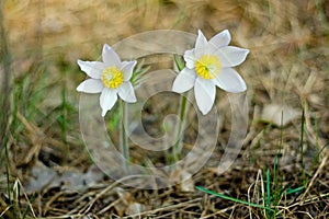 Pasque Flower blooming on spring meadow  - Pulsatilla. Fine blurred natural background. Botany