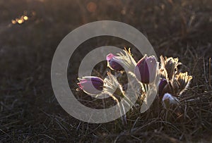 Pasque Flower blooming at the sunset