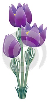 Pasque flower, bot.: Pulsatilla vulgaris