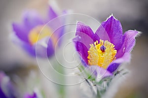 Pasque flower closeup of stamen