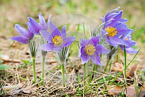 Pasque flower in a forest