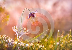 Pasque Flower