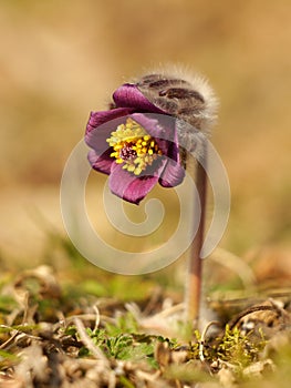 Pasque Flower in the morning light