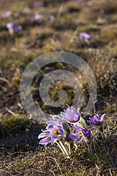 Pasque flower, National park Podyji, Southern Moravia, Czech Republic photo