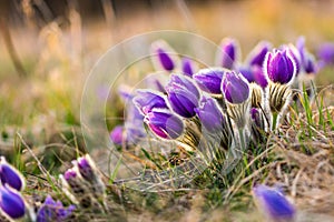 Pasque flower pulsatilla blossom. Detail macro of violet flower, taken during the beautiful spring sunset. Spring come to nature.