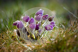 Pasque Flower Pulsatilla patens