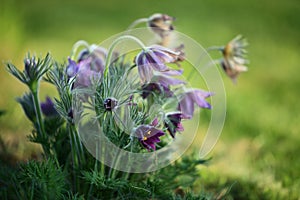 Pasque Flower (Pulsatilla patens)