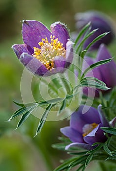 Pasque Flower (Pulsatilla patens) Glows