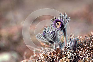 Pasque Flower Pulsatilla pratensis