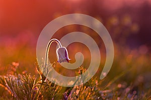 Pasque flower in purple light