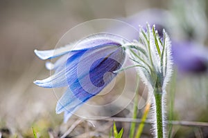 Pasque Flower`s silver grey hair