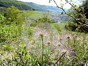 Pasque flower with seeds on the Swabian Alb