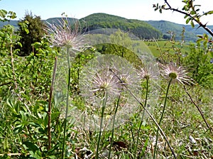 Pasque flower with seeds on the Swabian Alb