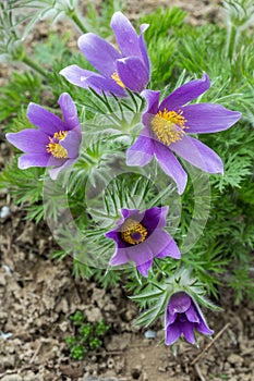 Pasque-flower and stones in the garden, detail