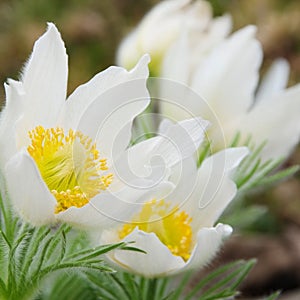 Pasque flower white photo