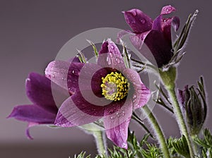 Pasque Flowers