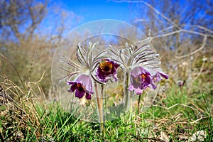 Pasque flowers on meadow