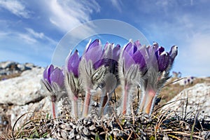pasque flowers in mountains