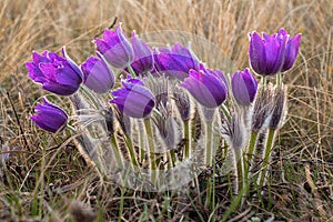 pasque flowers (Pulsatilla grandis) with drops of water, beautiful spring flower