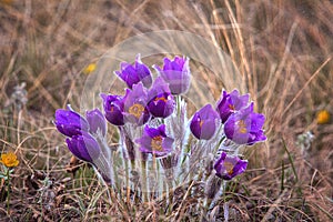 pasque flowers (Pulsatilla grandis) with drops of water, beautiful spring flower