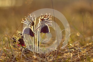 Pasque flowers in sunset time