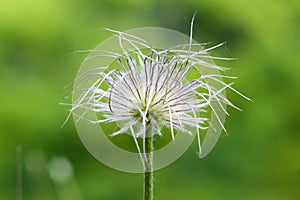 Pasque (Pulsatilla slavica)