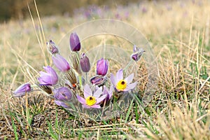 Pasque Wild Flower with a small ladybird