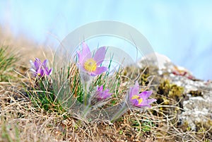 Pasque wild flowers blooming in spring