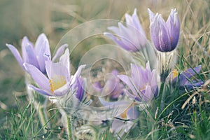 Pasque wild flowers blooming in spring