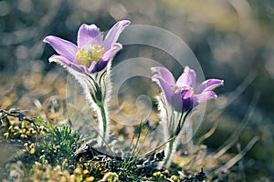 Pasque wild flowers blooming in springtime