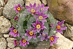 Pasqueflower