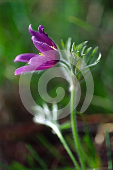 Pasqueflower