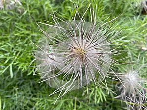 The Pasqueflower Anemone pulsatilla, Pulsatilla vulgaris, Meadow Anemone, Wind Flower, Pasque Flower or Pasqueflower