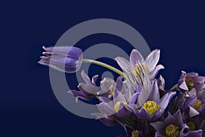 Pasqueflower on darkblue background