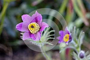 Pasqueflower on the meadow in the garden photo