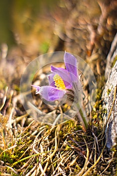 Pasqueflower on Poludnica hill