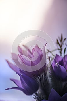 Pasqueflower or Pulsatilla Grandis flowers