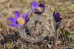 Pasqueflower (pulsatilla vulgaris)