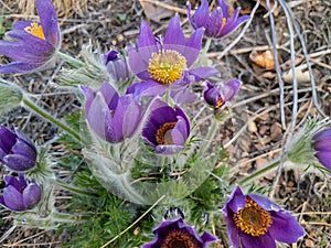 Pasqueflower, Pulsatilla vulgaris