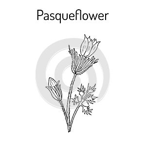 Pasqueflower pulsatilla vulgaris , medicinal plant.