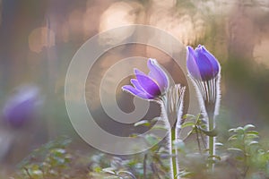 Pasqueflowers blooming at spring in the forest