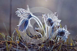 Pasqueflowers enjoys warm and early spring twilight photo