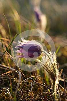 Pasqueflowers (Pulsatilla patens) on the field during the golden hour