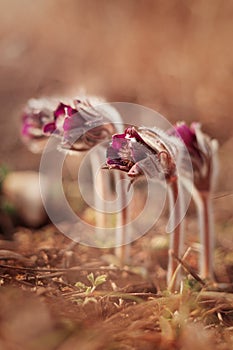 Pasqueflowers in spring in the prairie