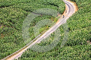 The pass in the North of Vietnam