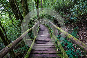 Passage in Doi inthanon national park, Thailand