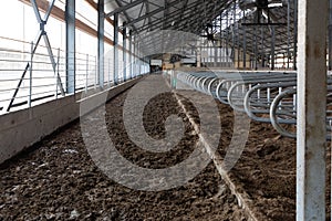 passage filled with manure on a modern dairy cow farm