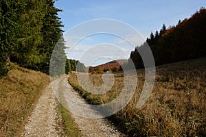 Passage in a forrest