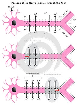 Passage of the Nerve Impulse through the Axon Infographic Diagram