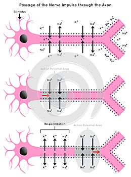 Passage of the Nerve Impulse through the Axon Infographic Diagram photo